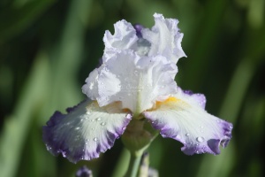 tall bearded iris flower 077