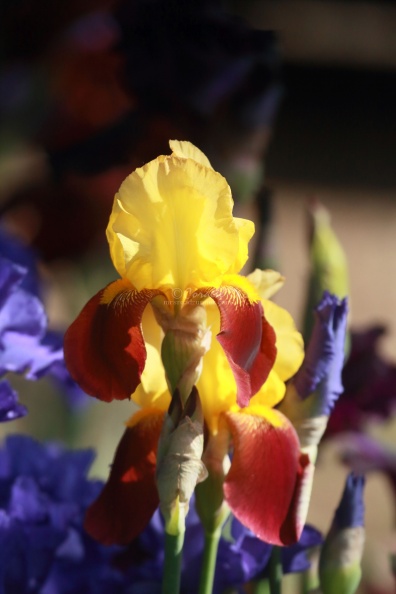 tall bearded iris flower 083.jpg