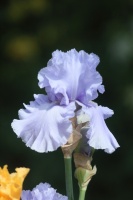 tall bearded iris flower 314