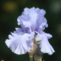 tall bearded iris flower 314