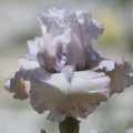 tall bearded iris flower 318