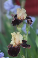 tall bearded iris flowers 103