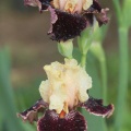 tall bearded iris flowers 112