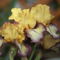 tall bearded iris flowers 122