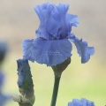 tall bearded iris flowers 173