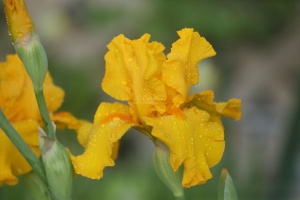 tall bearded iris flowers water drops 108