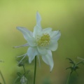 white columbine flower 056