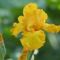 yellow tall bearded iris flower 021