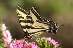 swallowtail butterfly 223