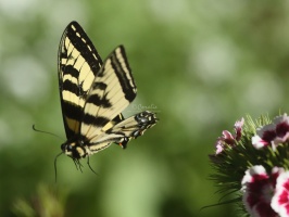 swallowtail butterfly 288