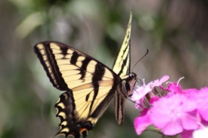 yellowtail butterfly on the sweet william flowers 1193