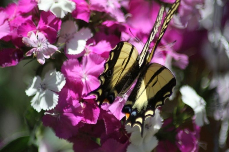 yellowtail butterfly on the sweet william flowers 1260.jpg