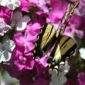 yellowtail butterfly on the sweet william flowers 1260