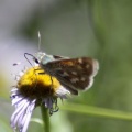 Common Checkered Skipper Butterfly 448