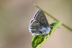 Fenders blue butterfly 1129