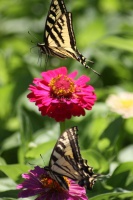 Yellow Swallowtail Butterfly on a Zinnia Flower 1111