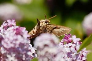 hawk moth 2