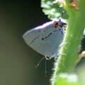 1 Gray Hairstreak Butterfly laying eggs 016