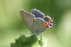 2 Gray Hairstreak Butterfly laying eggs 092
