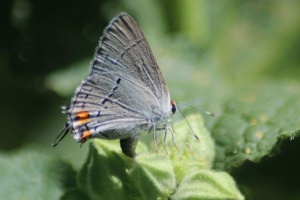 6 Gray Hairstreak Butterfly laying eggs 124
