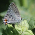 6 Gray Hairstreak Butterfly laying eggs 124