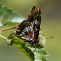 1 Lorquins-Admiral-butterfly-831.jpg