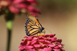 Monarch Butterfly 095