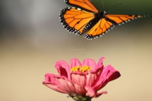 Monarch Butterfly Flying off 187