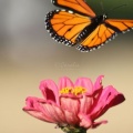 Monarch Butterfly Flying off 187.jpg