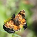 Mylitta Crescent Butterfly beatles on flower 639.jpg