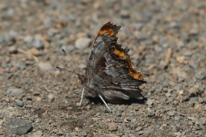 Comma butterfly 695