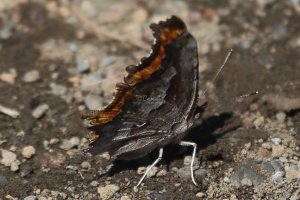 Comma butterfly  764