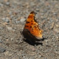 Comma butterfly 700