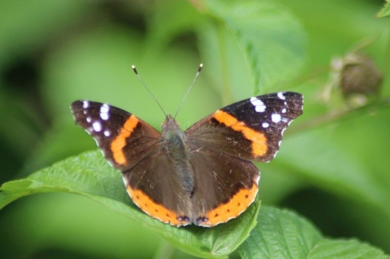 Red Admiral butterfly 044.jpg