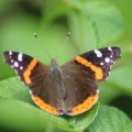 Red Admiral butterfly 044