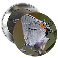gray hairstreak butterfly 225 button