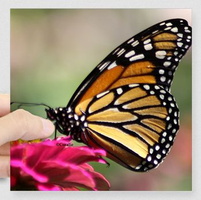 Monarch Butterfly Button square