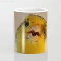 Singing Canary Coffee Mug3