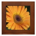 colorful chrysanthemum flower framed tile