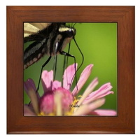 colorful yellow swallowtail butterfly framed tile