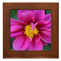 dahlia flower bloom framed tile