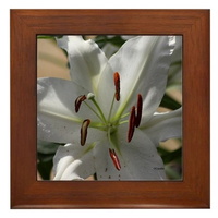 white lily flower framed tile