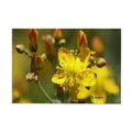 central oregon wild flowers magnets