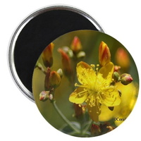 central oregon wild flowers magnets2