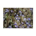 central oregon wild flowers magnets3