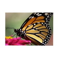 monarch butterfly s magnets