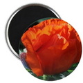 oregon poppy flower bloom magnets2