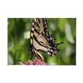 swallowtail butterfly rectangle magnet
