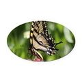 swallowtail butterfly oval car magnet