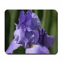 blue bearded iris flower mousepad3